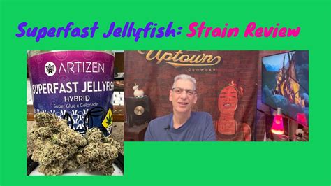 Superfast jellyfish strain review 18| gorillaz fan